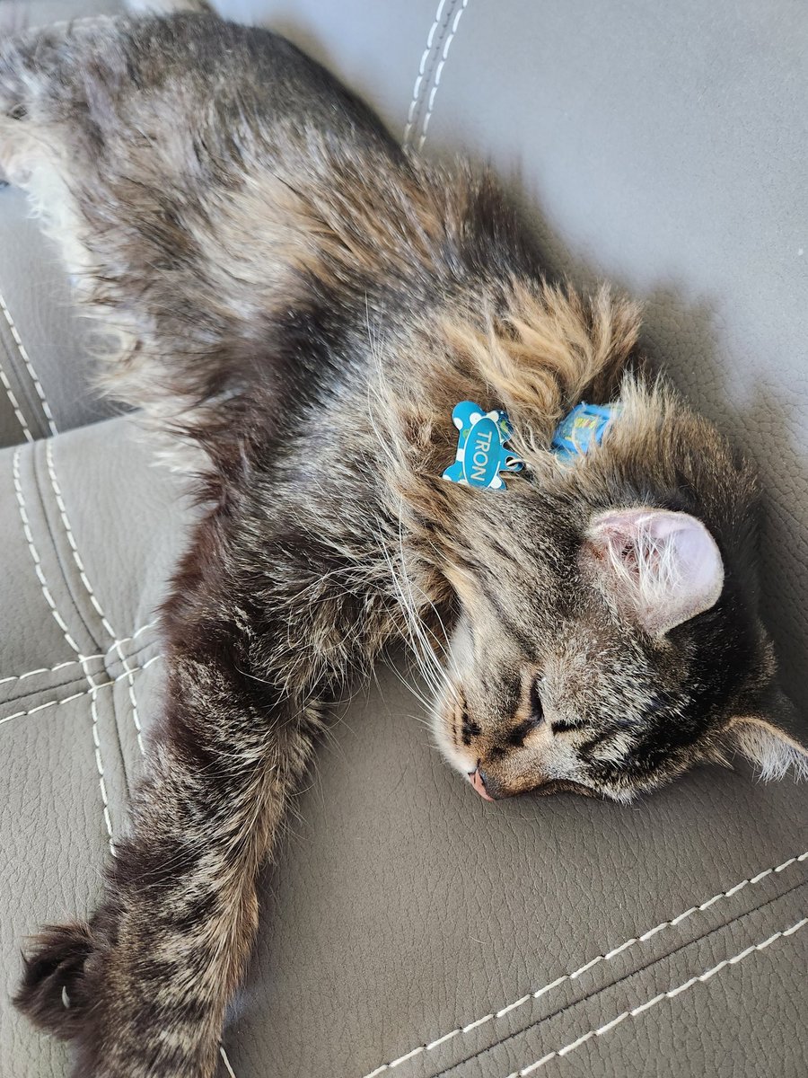 MainemanTron's tweet photo. I had a really good nap. #cats #Cat #catnap #CatsOfTwitter #CatsOfX https://t.co/1H6v84M4cJ