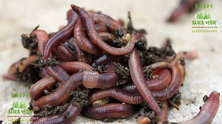 ProfASharma's tweet image. Conoce Aldea Verde, una empresa dedicada al diseño de plantas de lombricomposta, evitando que más de 5000 toneladas de residuos orgánicos terminen en descomposición sin ser aprovechados.
Tu también puedes hacerlo estudiando IDS en TEC Campus Querétaro .
#IngenieríasTec #IDS