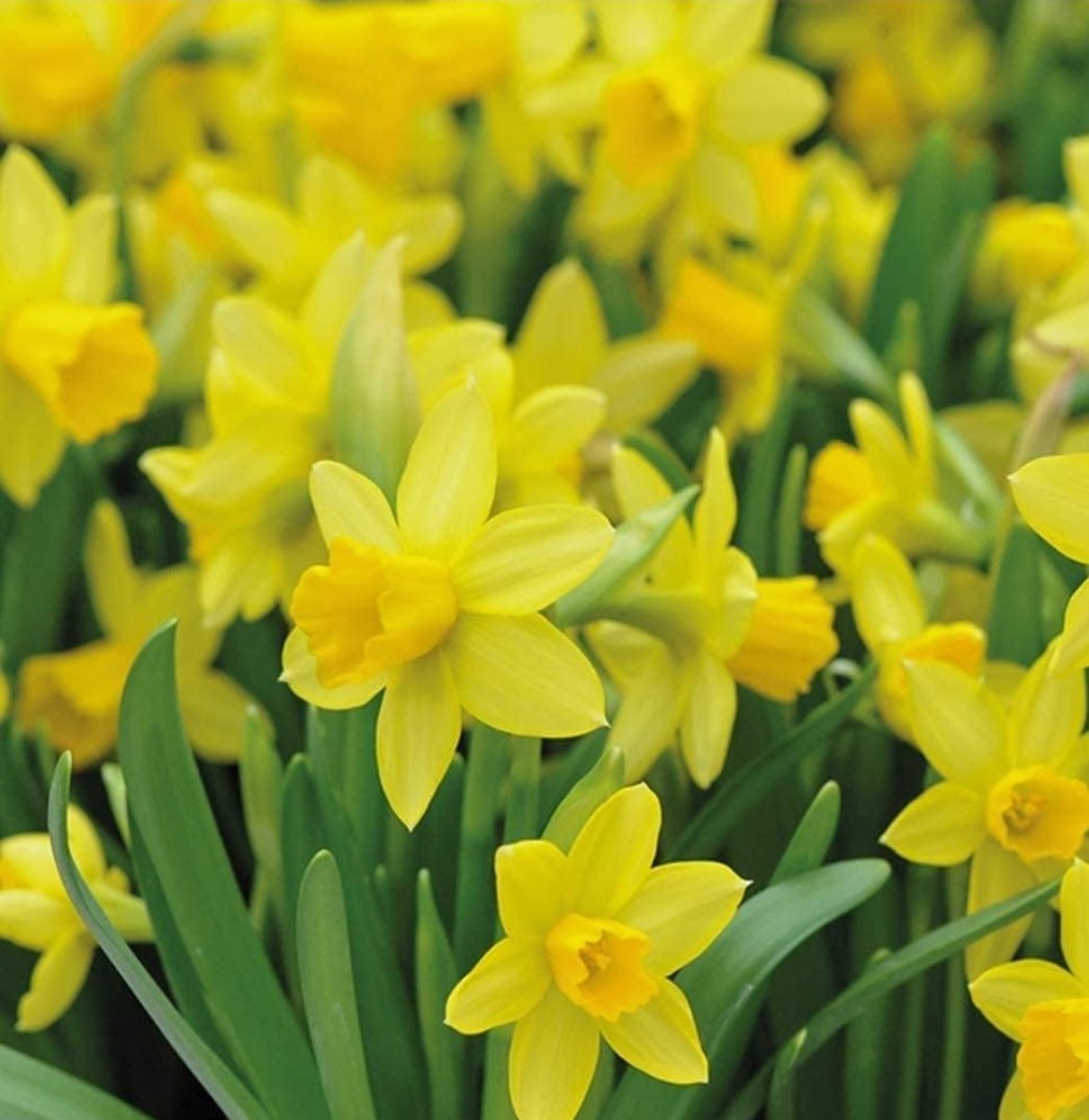 Thank you for an inspiring #FPOPWALES2023 conference <a href="/FPOPofficial/">FPOP</a>. Great to see the contributions of Clinical Associate Psychologists (CAPS), including <a href="/Meganholden214/">Megan Holden</a> <a href="/TEWV/">Tees, Esk & Wear Valleys NHS Foundation Trust</a> sharing our work on non-pharmacological prescribing for behaviour that challenges in dementia.