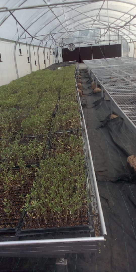 AbadahigwaS's tweet image. Mu murenge wa #Ndego ubuhinzi muri greenhouse burimo guhangana n"imihindagurikire y'ikirere.@KayonzaDistrict @RwandaEast