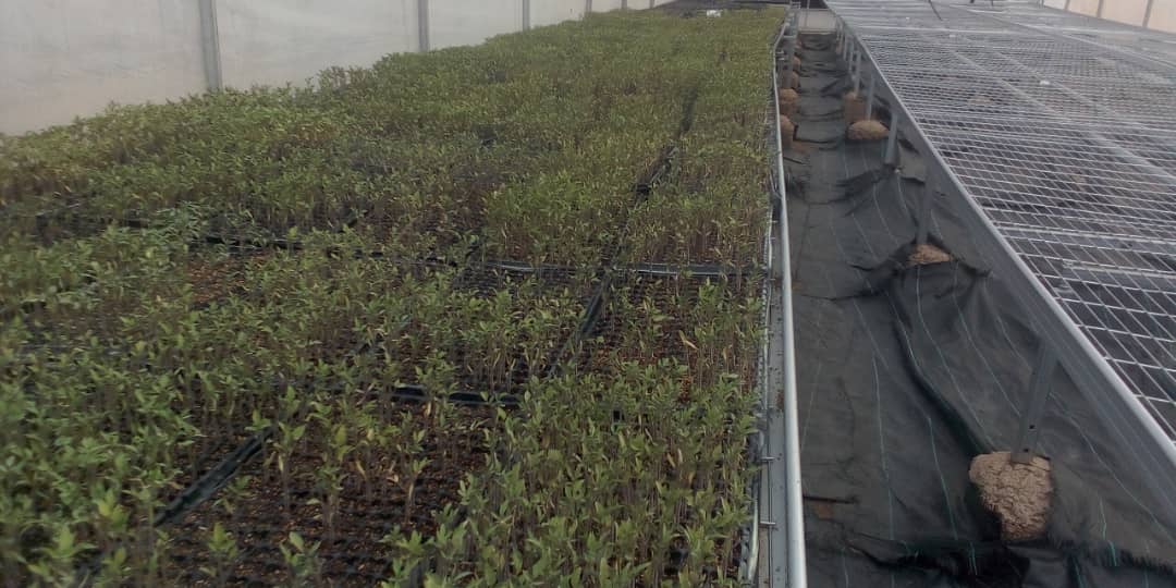 AbadahigwaS's tweet image. Mu murenge wa #Ndego ubuhinzi muri greenhouse burimo guhangana n"imihindagurikire y'ikirere.@KayonzaDistrict @RwandaEast