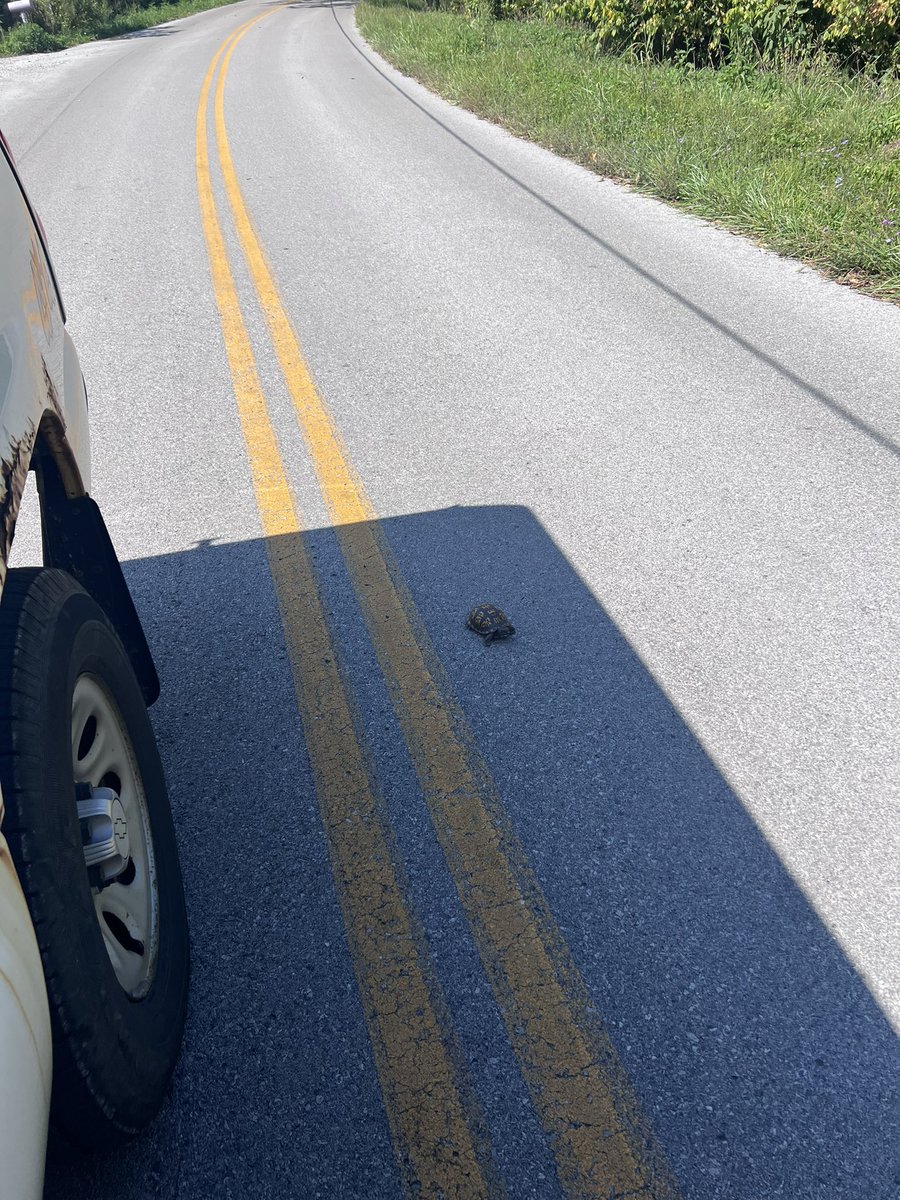 coastisclere's tweet photo. This one was a turtle https://t.co/A8j3TmA6Rc