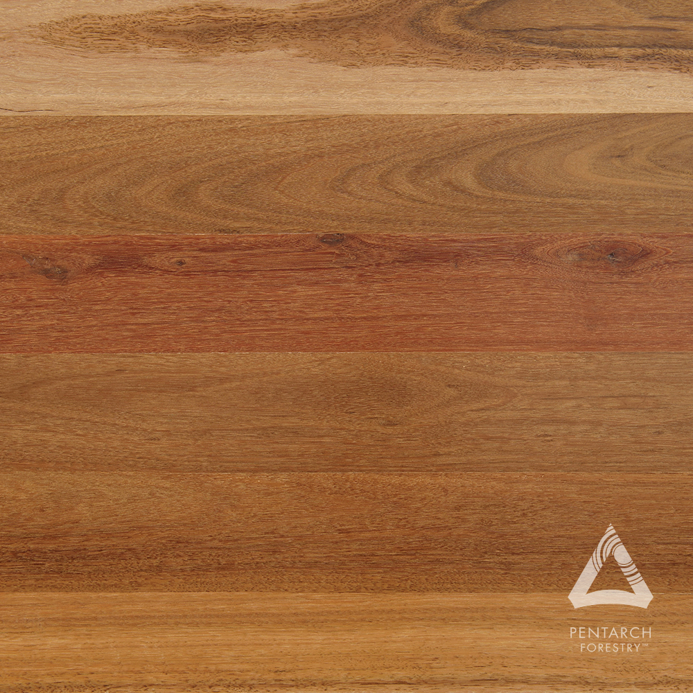 PentForestry's tweet photo. What species am I? 🍃
With a stunning array of hues, I will leave you mesmerised.
From pale brown to dark chocolate brown and even shades of dark red, my colors are truly captivating.
#PentarchForestry #ResponsibleWood #Guessthespecies #Whoami #Education #Timbertalks https://t.co/r64yS6COsy