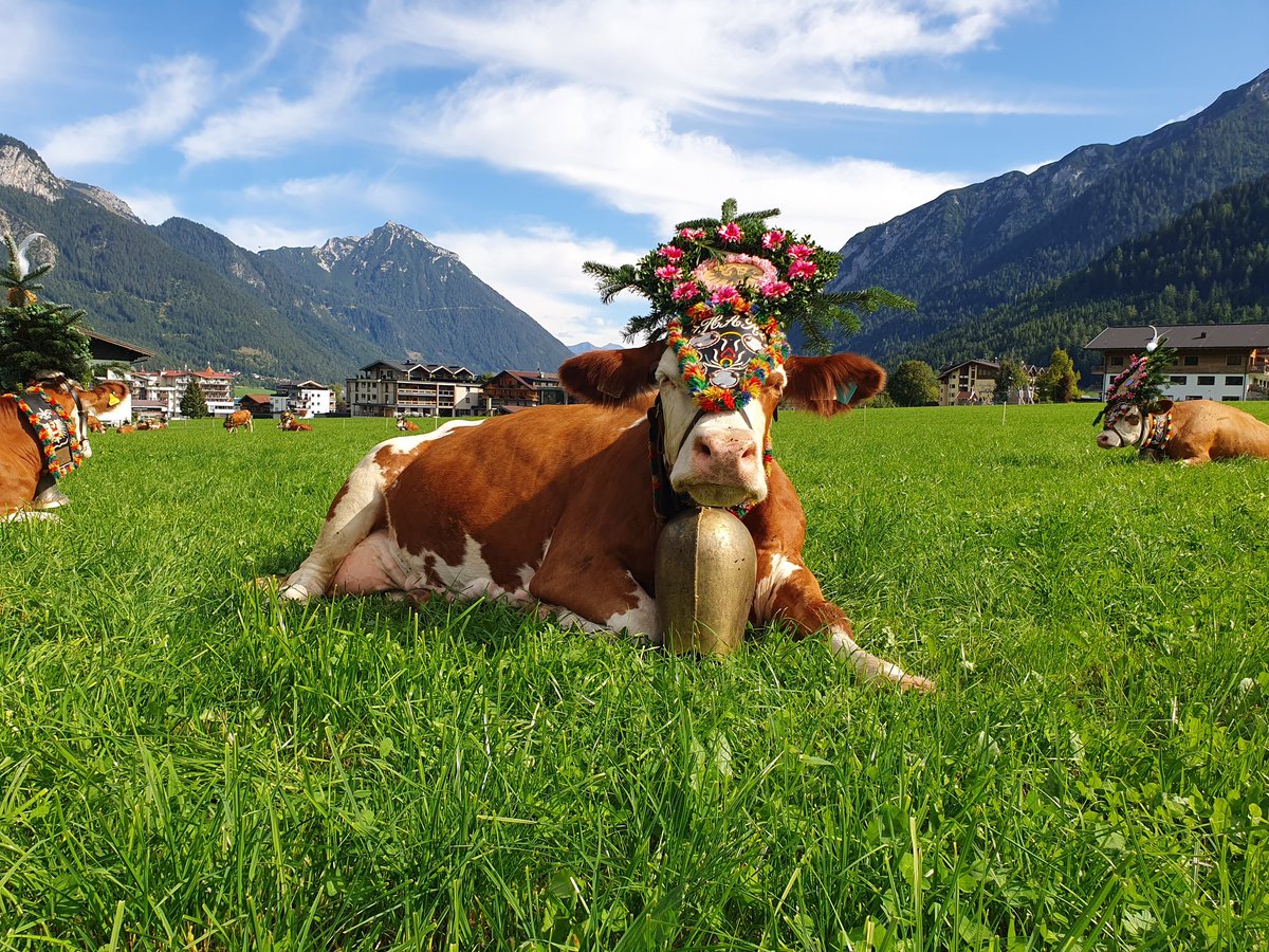 A spectacular day at the Aschensee almabtrieb. Every year the cattle are marched down from their summer grazing up in the mountains to lower ground for the winter. If none of the animals have come to any harm the herd is decorated with fancy garlands for the walk home.