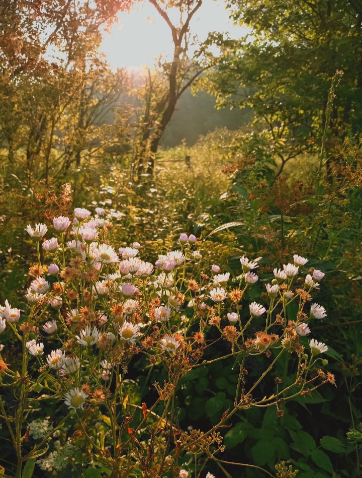 FrozenBeauty4's tweet photo. Getting that #wildflower vibe on.

#Autumnvibes #NaturePhotography #naturelovers #NatureBeautiful #flowers #nature #FlowersOfTwitter https://t.co/UBoJi52jFv