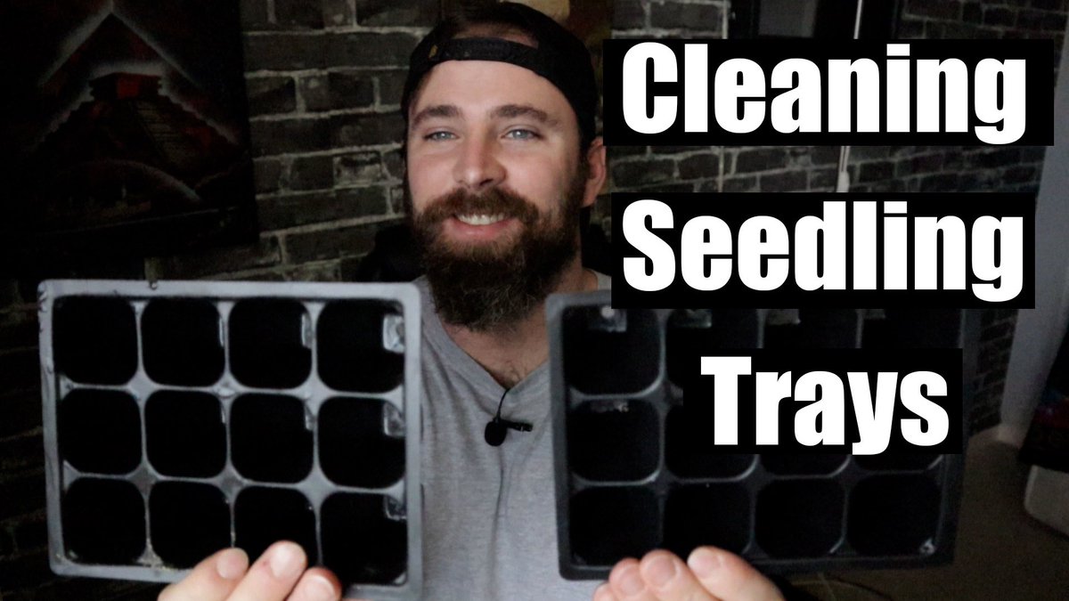 Cleaning your seedling trays is the best way to prevent seedling blight or damping off. 

Check out my YouTube video to learn more 🎥 youtu.be/zFTDwzTlwK8?si…

#seedlings #urbandgardening #gardeningyyc #seedlingtrays