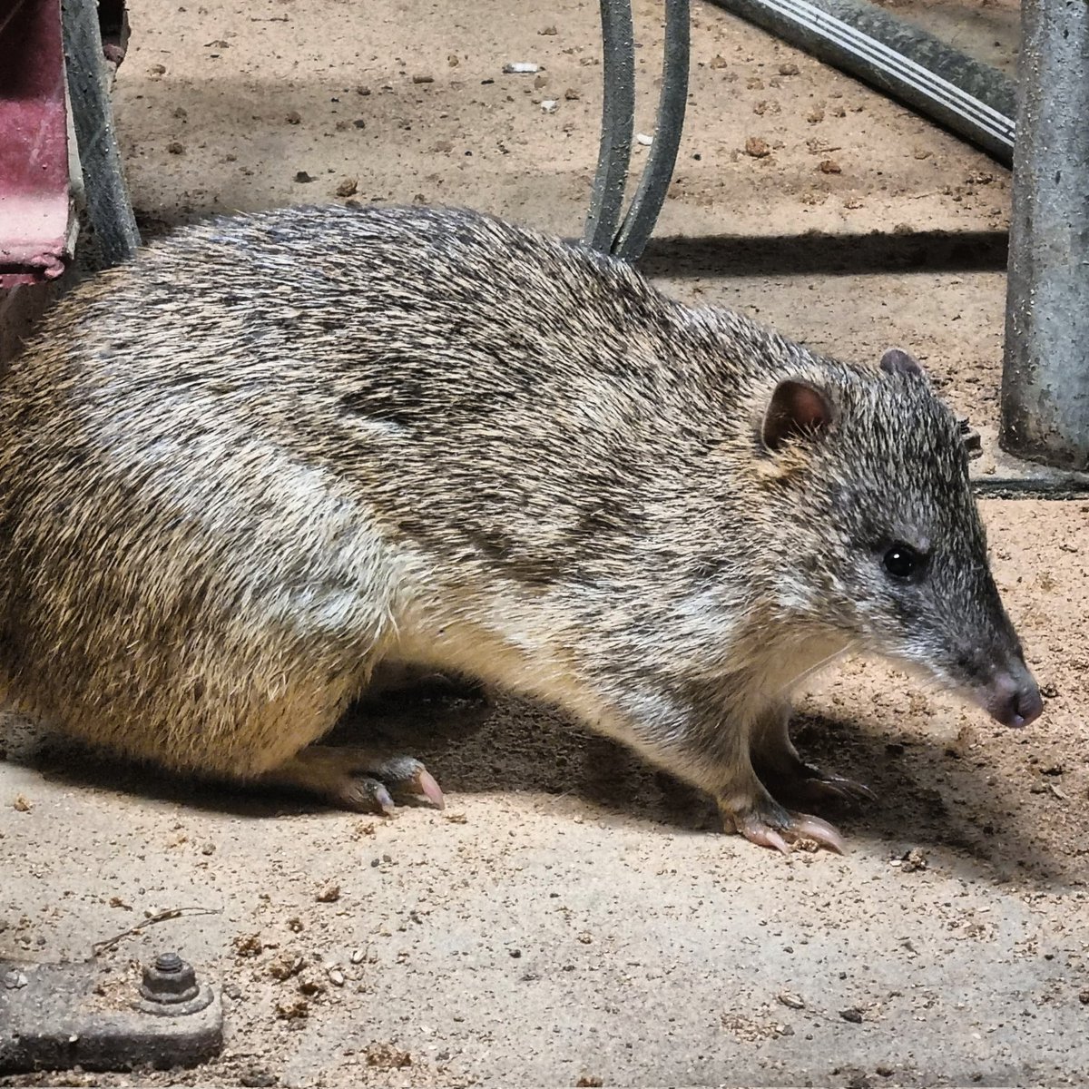 David Williams tweet media