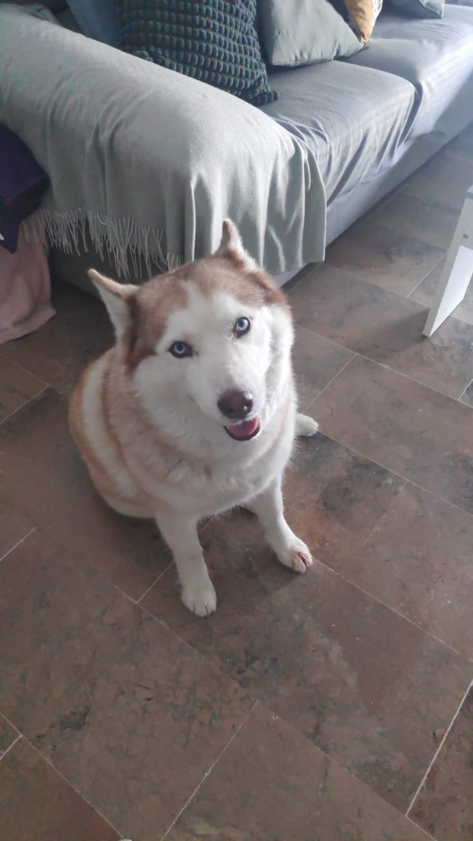 ENBISBALADA's tweet photo. @khaleesi_husky https://t.co/i8ifHX7tog