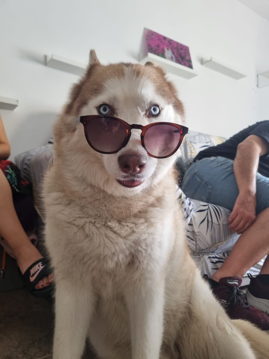 ENBISBALADA's tweet photo. @khaleesi_husky https://t.co/i8ifHX7tog