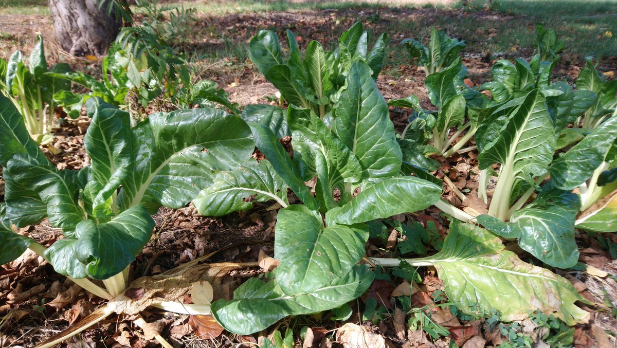 Dans le potager du collège, voici les blettes repiquées au printemps. Le rendement est modeste, mais elles ont passé tout l'été sans aucun arrosage, avec du compost fait maison, paillage et culture sous le verger.