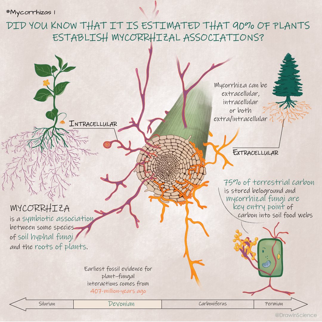 mycorrhiza_ims's tweet image. We are very happy to share with you this new initiative, where we will share infographics with information about #mycorrhizas. We will be accompanied by our friend "Mycorrhi-Z". Welcome to Mycorrhizas #1 wonderfully illustrated by @drawinscience