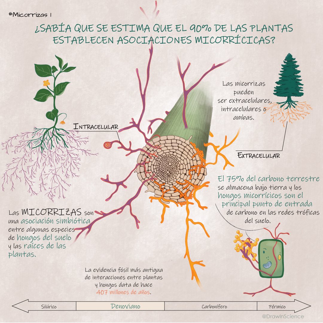 mycorrhiza_ims's tweet image. We are very happy to share with you this new initiative, where we will share infographics with information about #mycorrhizas. We will be accompanied by our friend "Mycorrhi-Z". Welcome to Mycorrhizas #1 wonderfully illustrated by @drawinscience