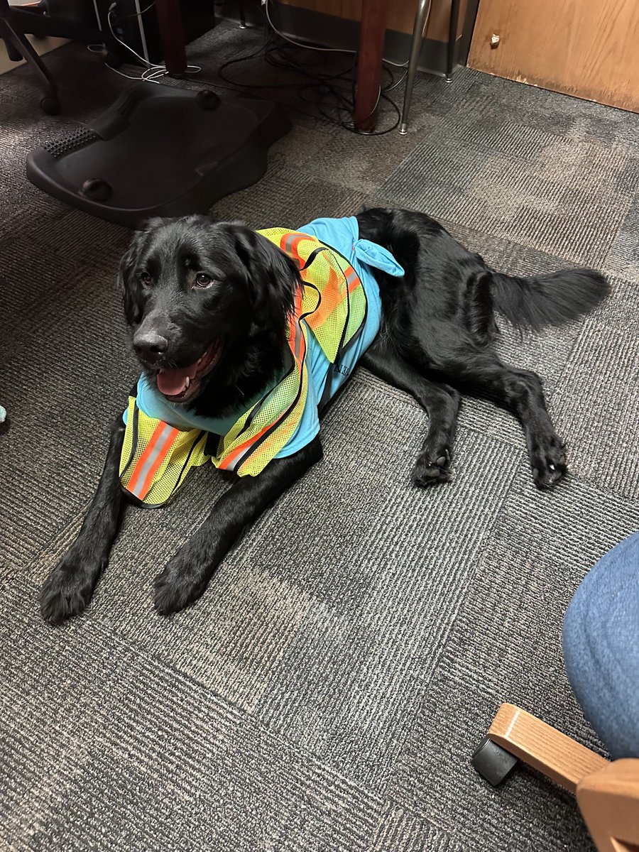 tra_caldwell's tweet photo. How lucky am I? This is work… daily fur baby 😘 kisses …How lucky is CHS? This sweet girl brings the students and staff so much joy! #fcscspartanspride #CHSSpartanPride  Julie Bell thanks for sharing her with us 😍 https://t.co/vjoLyU91D3