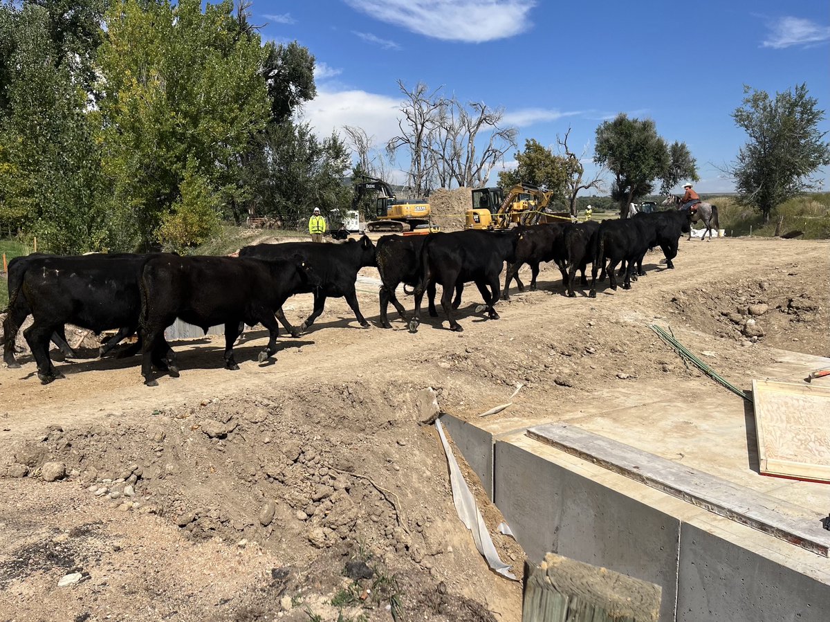 BoCoDOT's tweet photo. Some VICs were the first to cross the new culvert on Hygiene Road . We asked them to moove it along quick so we could get back to work ASAP. https://t.co/ERd87QXK1r