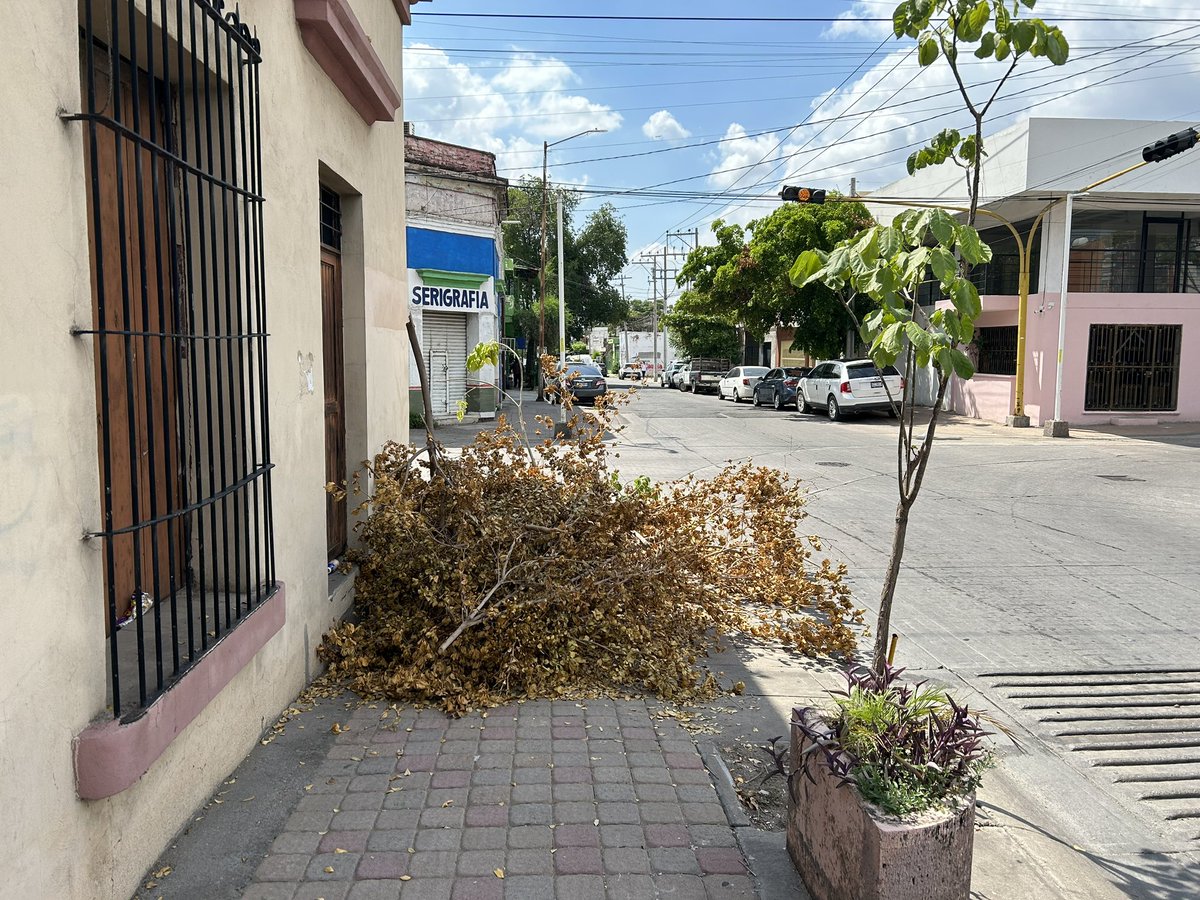 jesuhern's tweet photo. @AyuntamientoCLN cortaron los árboles los de CFE y dejaron obtenida la banqueta en las calles Juárez y Rica Palacio del Centro de la Ciudad https://t.co/GpIPY7fMbP