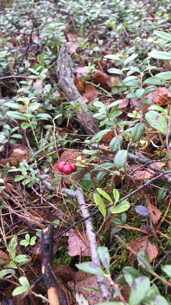 Šodien no rīta debesīs vēl būs pa kādam mākonim, bet dienas gaitā tie izklīdīs un spoži spīdēs saule, laiks būs sauss. Pūtīs lēns līdz mērens dienvidu, dienvidaustrumu vējš. Gaiss iesils līdz +20…+25°.