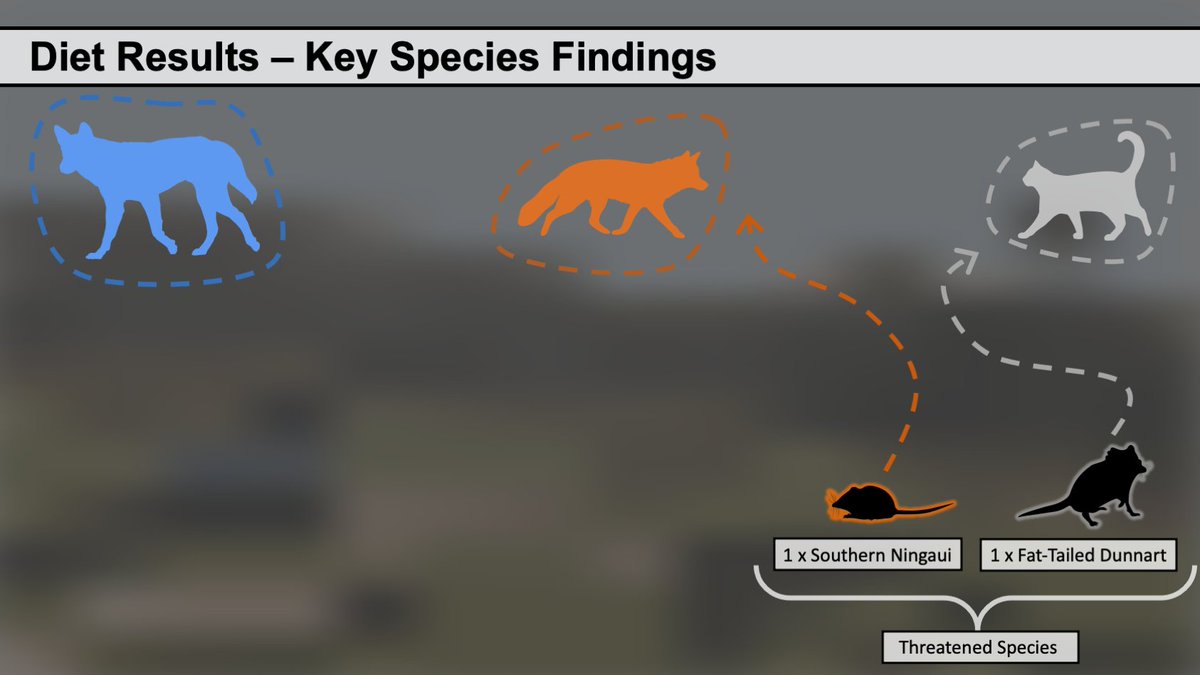 This slide of @racheltmason at #ams2023 was the first time I have seen #fattaileddunnarts mentioned as a #threatenedspecies since I got them listed as #threatened, and it's because she found them in BOTH #invasivespecies fox and cat scat 😭
#dunnarty #conservation #marsupials