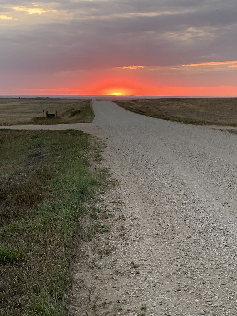 Day 10 of the Saskatchewan wheat stem sawfly survey is complete. 81 fields completed 21 to go. This truly is the land of the living skies.