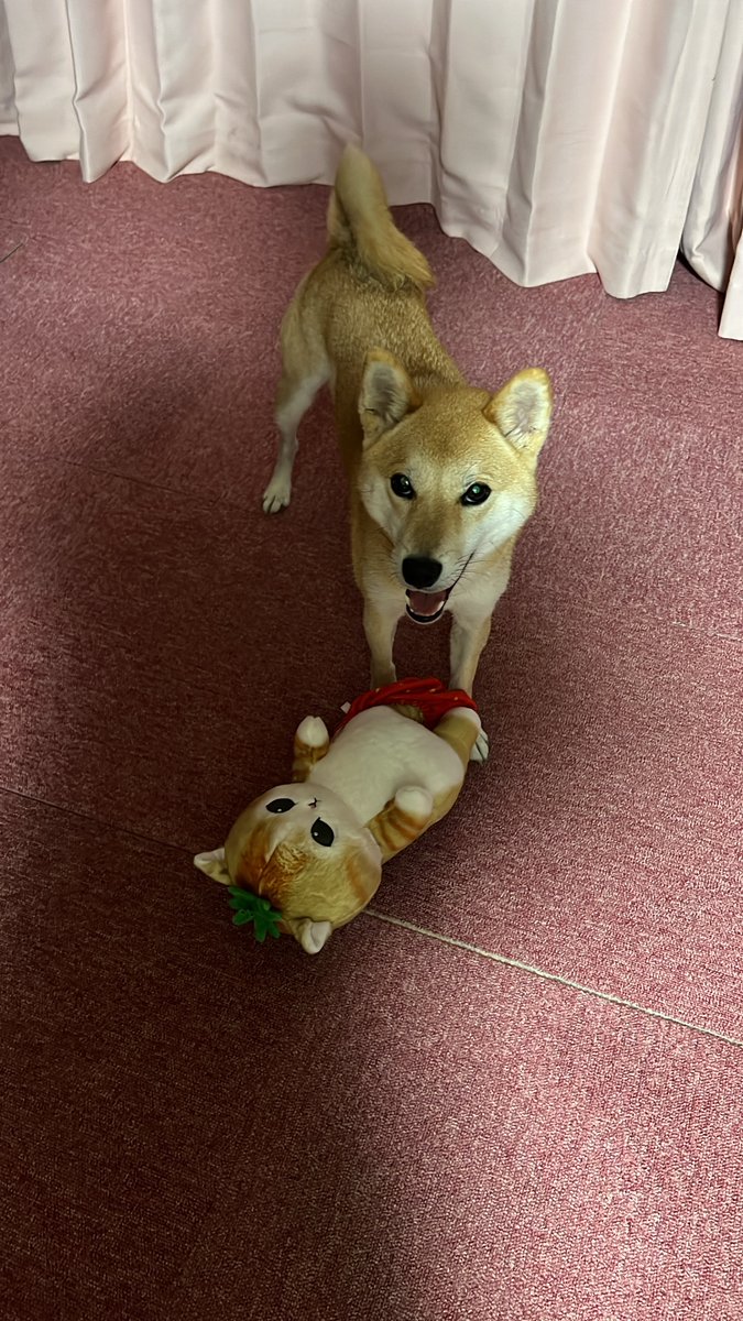 新しいおもちゃに興奮な最中🤩