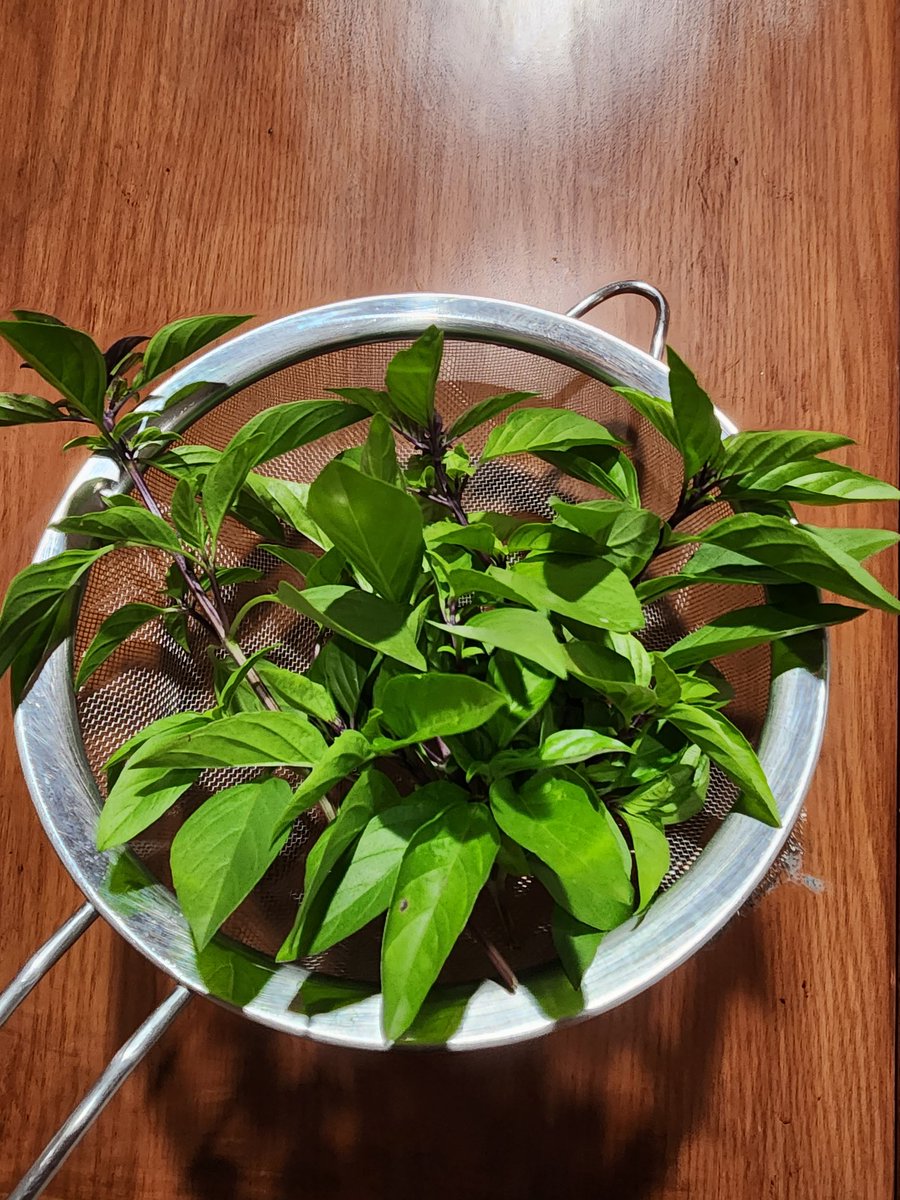 msraeee's tweet photo. My first thai basil harvest, grown from seed! Will be the first time using food I've grown myself 😬 https://t.co/rQCmfzBPdI