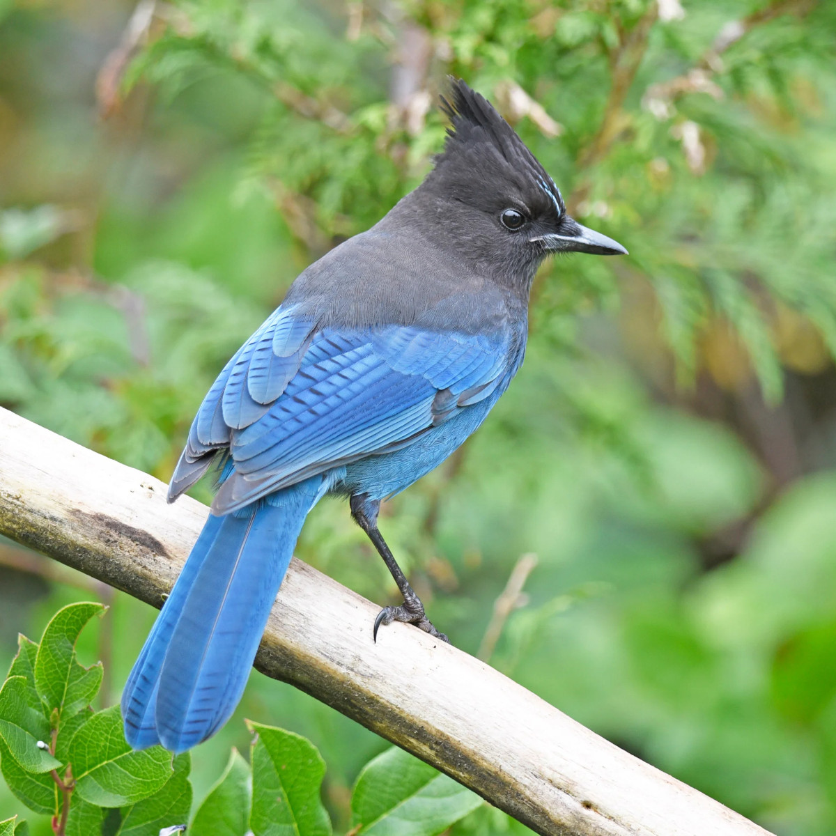 UCCSAlumni's tweet photo. Regarding the Blue Jay, Stellar Jay, and Western Scrub birds that can be seen around campus, from "Discovering Place - UCCS Field Guide"

"Silence seems to offend these birds." 😄 https://t.co/8gYNmplBxO