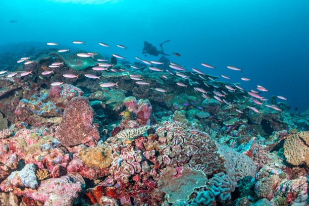 *NEW PAPER ALERT* @WCSocean-led study has found strong conservation outcomes for coastal ecosystems like coral reefs associated with both traditional protected areas and locally managed areas. Read more: conbio.onlinelibrary.wiley.com/doi/abs/10.111…