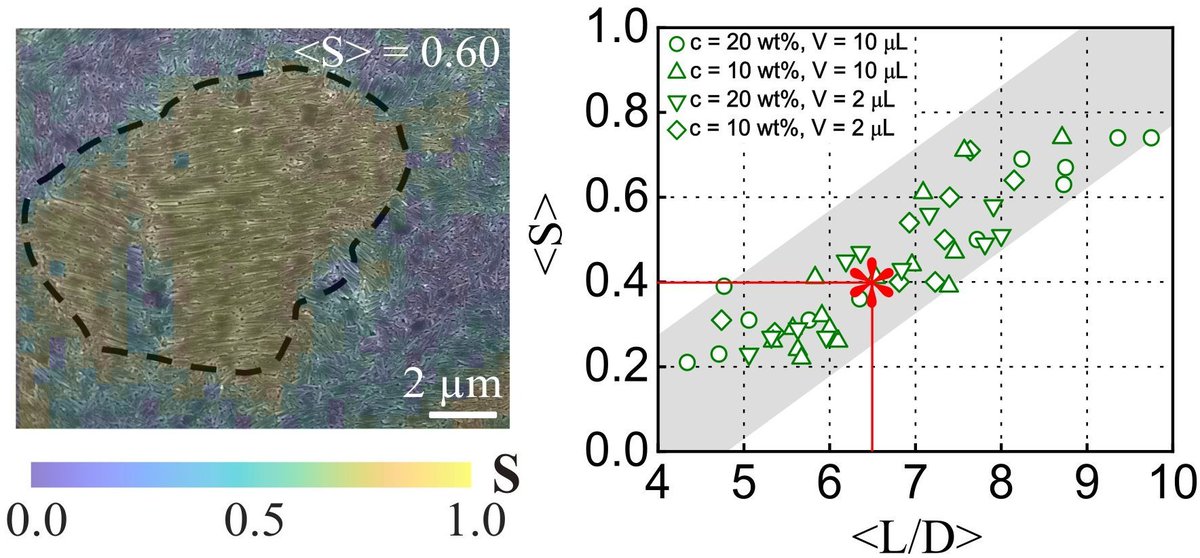 What determines nanorod self-assembly upon evaporation? Latest experiments from our lab on Halloysite nanotubes reveal that rods with an aspect ratio of 6.5 or higher must always exist in a highly aligned nematic state. In collaboration with @PrasherM arxiv.org/abs/2309.11323