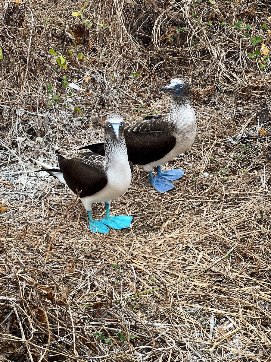 micaelazapata_'s tweet photo. No no es Galápagos, es la Isla de la Plata. Toman un barquito desde Pto López y ven ballenas, más de seis tipos de aves, hacen snorkel con peces de colores, caminan toda la isla y disfrutan del alta mar🏝️🦆🐠🐳 💙🌊🥹 https://t.co/UOBL4Ti5oi