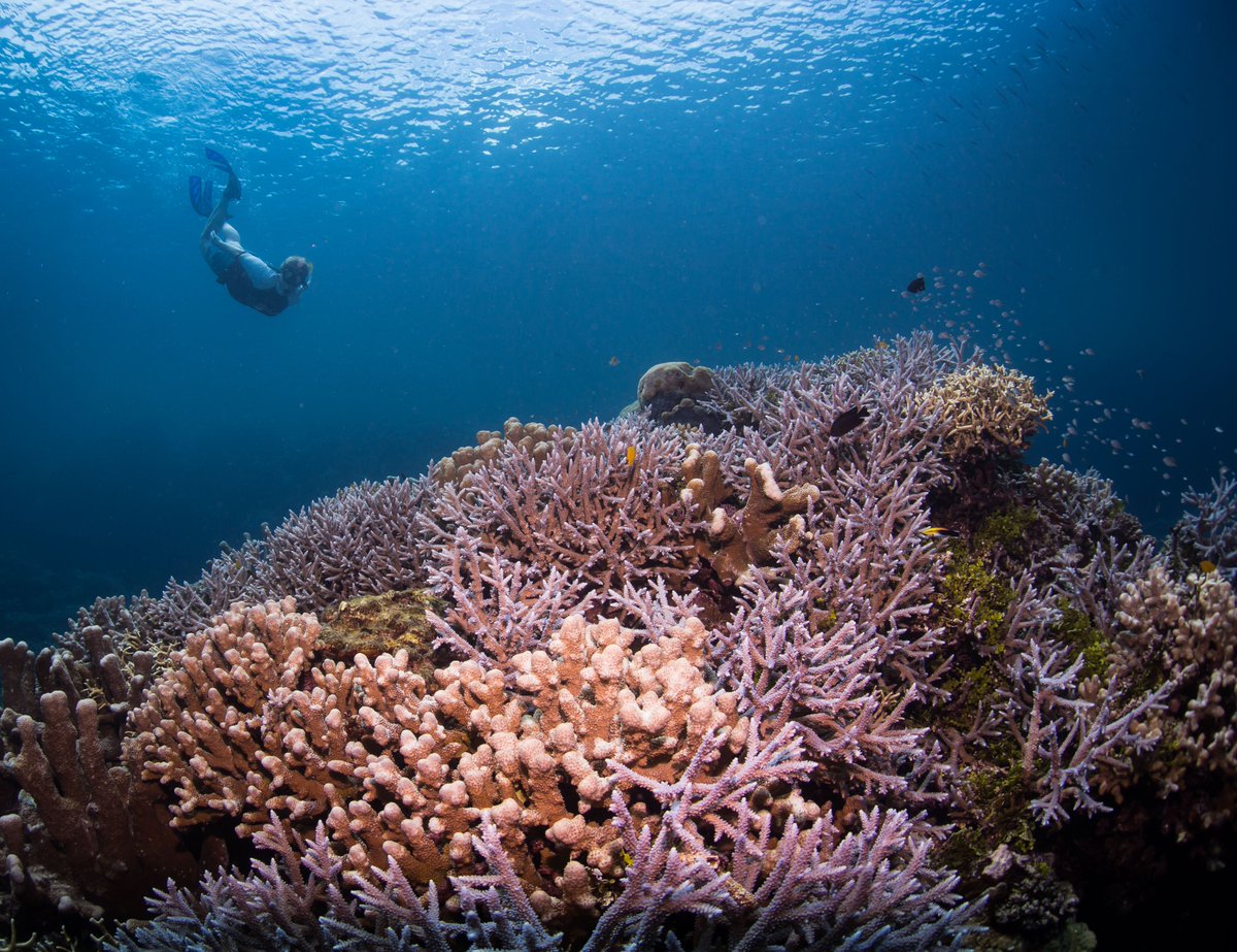 Lead author Natalie Ban @MarineCons notes 'Our study provides important evidence as to what contributes to positive conservation outcomes for coral reefs. It also suggests where we need to improve so that all areas are delivering benefits for conservation.”