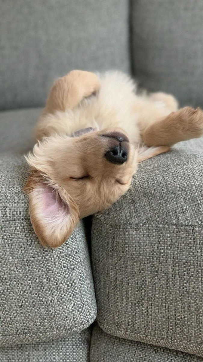 puppiesDoglover's tweet photo. So adorable https://t.co/3OWp1fexkG