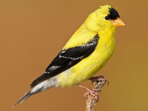 Scudder47's tweet photo. @Dan_Dunleavy Male Goldfinch? https://t.co/4hQ4VwXpDj