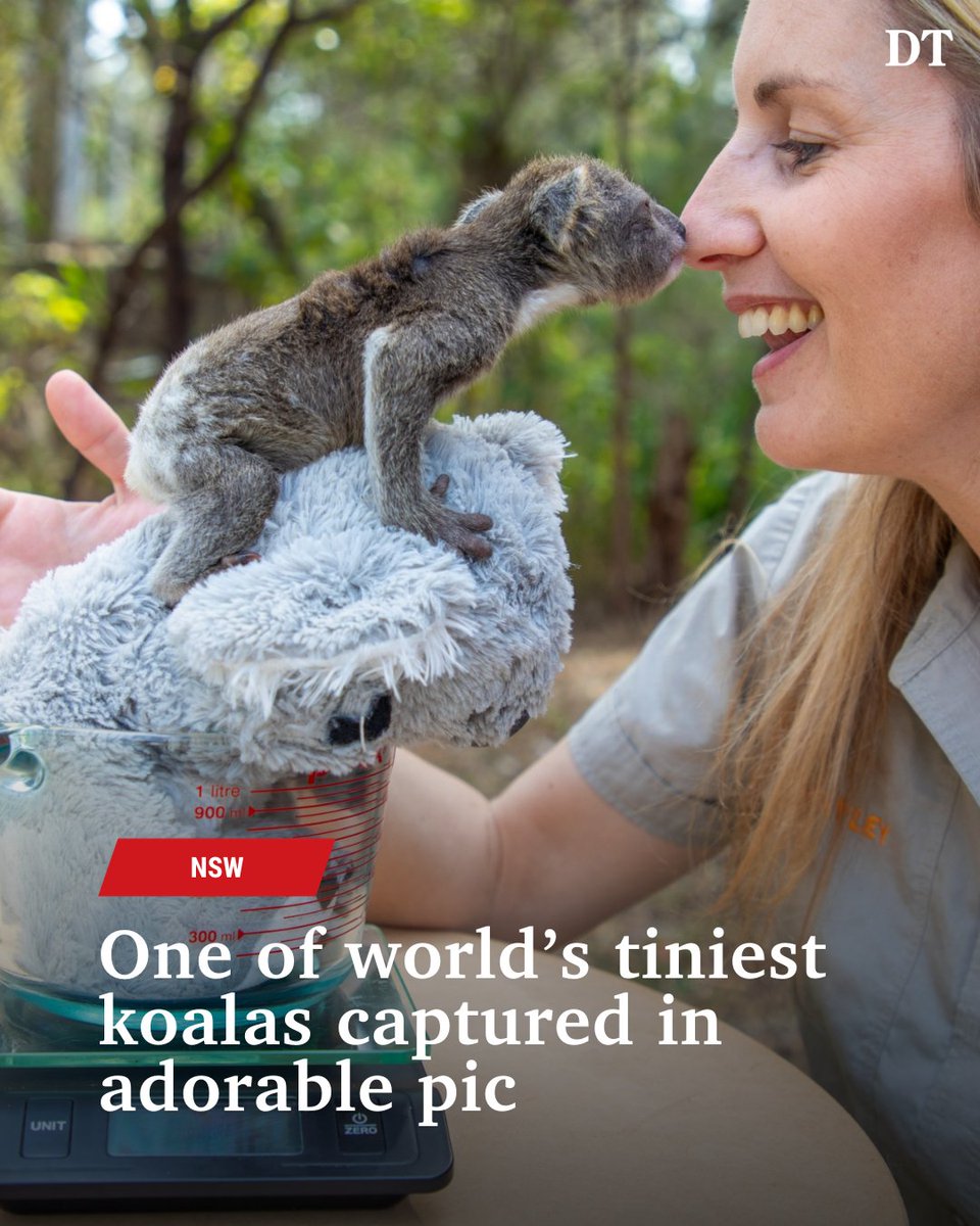 How gorgeous is this picture of little Albert! The smallest joey ever raised by the Australian Reptile Park. 😱😍 Check out some of the other cool pics from around the world in our gallery here! 👉 bit.ly/3Rt3bSn