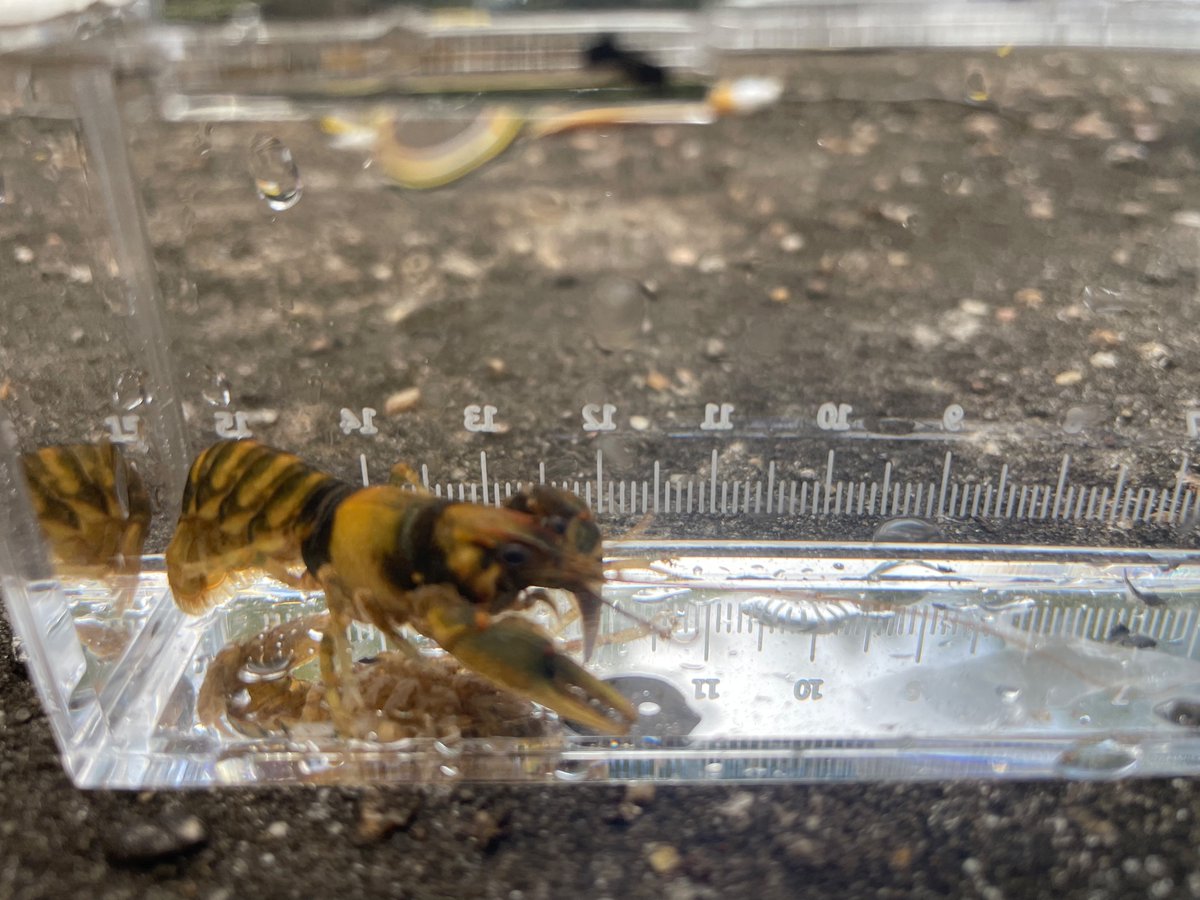 Carla Atkinson (@carlalatkinson) on Twitter photo Awesome being out at Little Schulz Creek for the Freshwater Studies lab collecting aquatic macroinvertebrates today! Thanks for the help <a href="/crsmith7348/">Chelsea Smith</a> & <a href="/irene1sanchez/">Irene Sanchez</a>! <a href="/UaDeptBSC/">UA Dept. of BSC</a> Awesome being out at Little Schulz Creek for the Freshwater Studies lab collecting aquatic macroinvertebrates today! Thanks for the help <a href="/crsmith7348/">Chelsea Smith</a> & <a href="/irene1sanchez/">Irene Sanchez</a>! <a href="/UaDeptBSC/">UA Dept. of BSC</a>