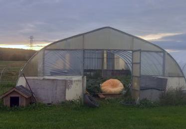SCD_Probiotics's tweet photo. This is Fat Max, the giant pumpkin.  He's 60 days old 
 with an estimated weight of 1068lbs and packing on about 18 pounds per day.  What's he eating?  Well, it's a carefully-balanced, highly-guarded, secret diet but we CAN tell you that SCD Probiotics is part of it.  🎃🕶️🧡

We https://t.co/eNisIDqGXI