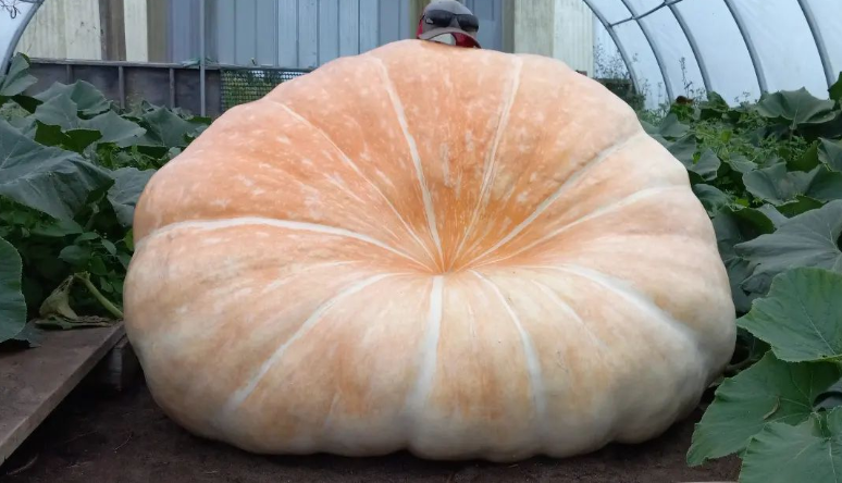 SCD_Probiotics's tweet photo. This is Fat Max, the giant pumpkin.  He's 60 days old 
 with an estimated weight of 1068lbs and packing on about 18 pounds per day.  What's he eating?  Well, it's a carefully-balanced, highly-guarded, secret diet but we CAN tell you that SCD Probiotics is part of it.  🎃🕶️🧡

We https://t.co/eNisIDqGXI