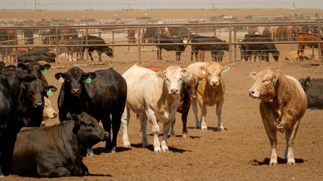 What's the true cost of raising cattle? Dive deep into the economics of the cattle business in this eye-opening article. Read more on our website. #CattleEconomics #RaisingCattle #ProductionCosts