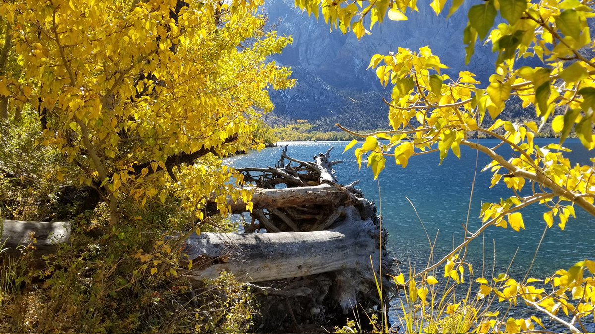 MisseeDwards's tweet photo. #NatureBeauty Coming soon to #ConvictLake #naturelovers #trees #GiftsofNature #lakes #AutumnIsComing #MonoCountyTourism #EasternSierra #Fall https://t.co/OP7ThIZGve