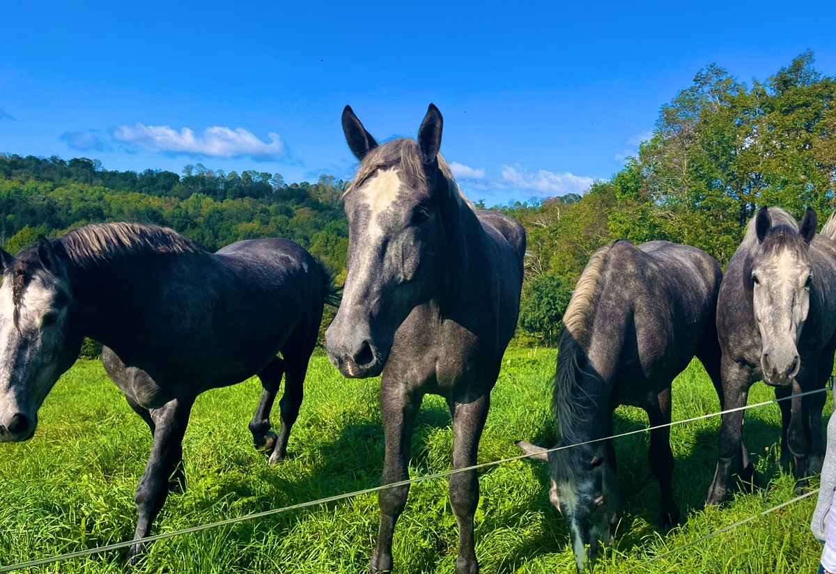 anson_ag's tweet photo. And a big bonus meeting these stunning Work Horses at the farm. #drafthorses #Percherons https://t.co/MOYvIQfUq4