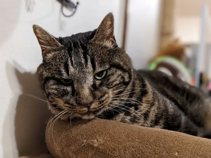 猫6匹との引っ越しは予想以上に大変【連載】交通事故にあった猫を拾いました#129|ねこのきもちWEB MAGAZINE https://t.co/pG3iuckSkd