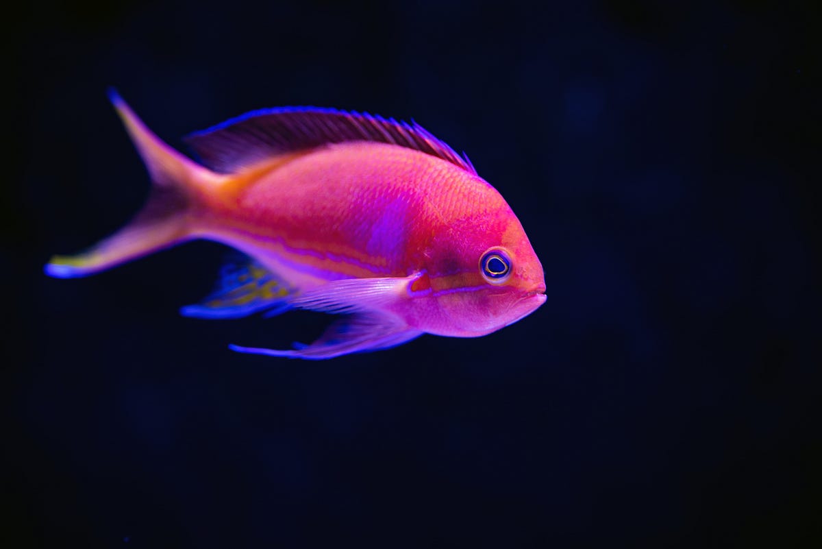DrMattCrowson's tweet image. RT PyTorch Model Performance Analysis and Optimization — Part 6 #tensorboard #optimization #artificialintelligence #deeplearning dlvr.it/SwPhjQ