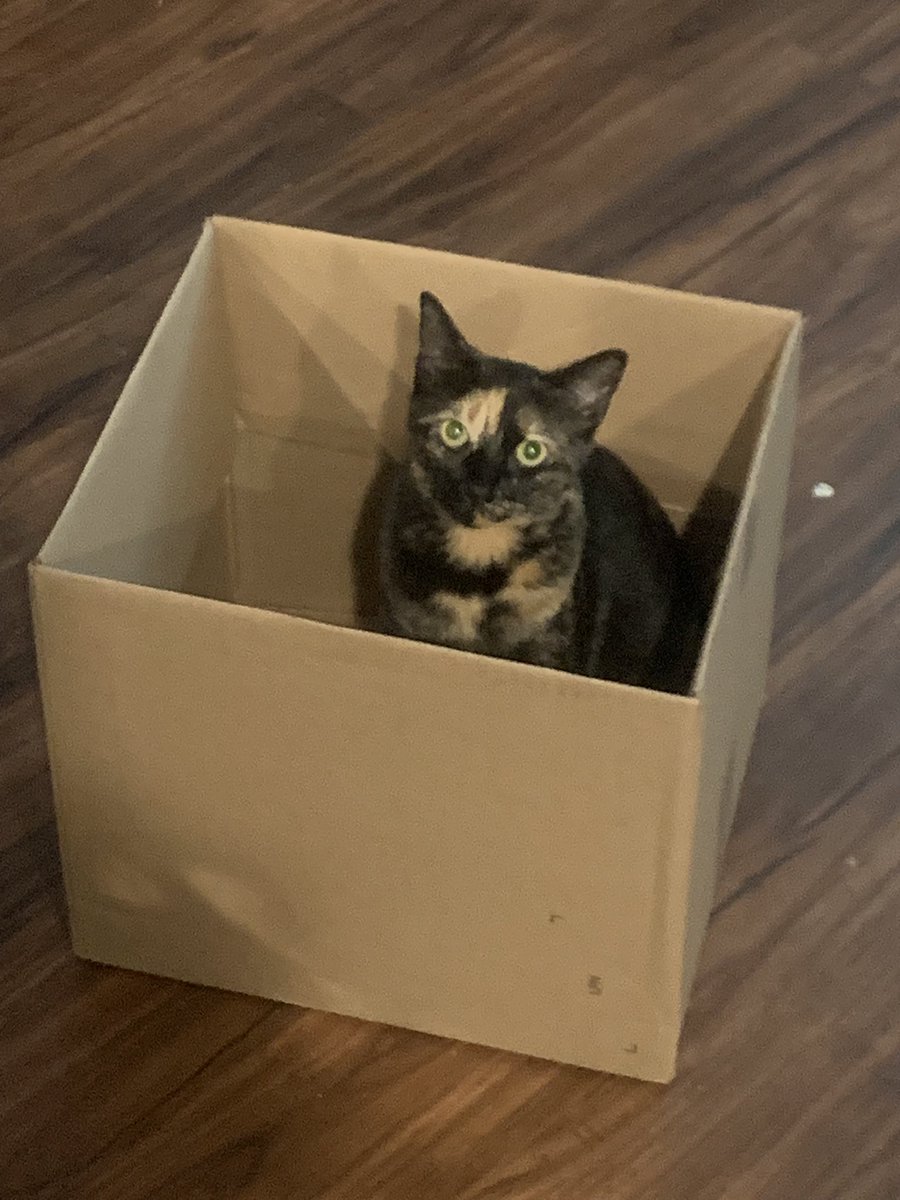 Because, box. 

#Cats #CatsInBoxes #CatsOfTwitter #CatsAreFamily