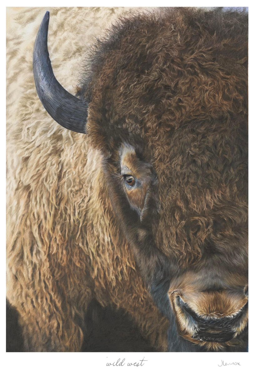 ‘Wild West’ 

The original drawing measures 14x9.5” and is available to purchase. I would love to hear what you think as always!

Limited edition prints are available to order here jessica-lennox-art.myshopify.com/products/wild-…