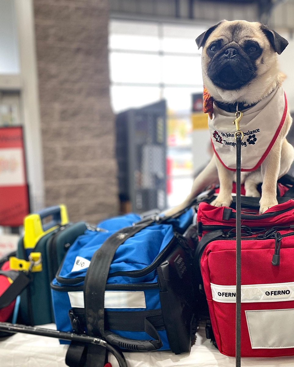 Mom & I “repped” for @LdnTherapyDogs at @costcocanada #SafetWeek … can you believe they didn’t let me do thd free samples? ~ Lil C #therapydog #pug #costco #workingdog