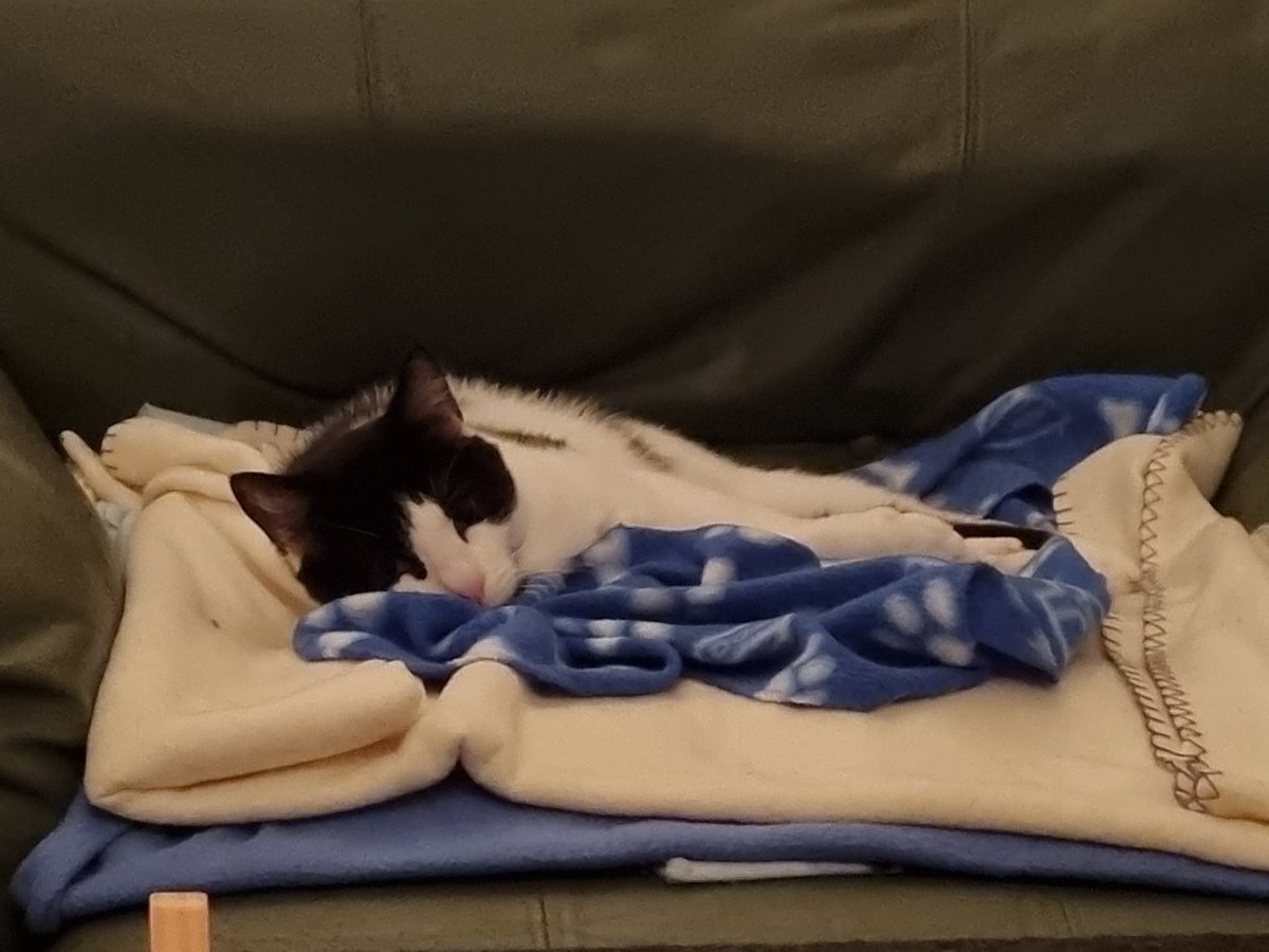 Steven Barry Ratty tweet media