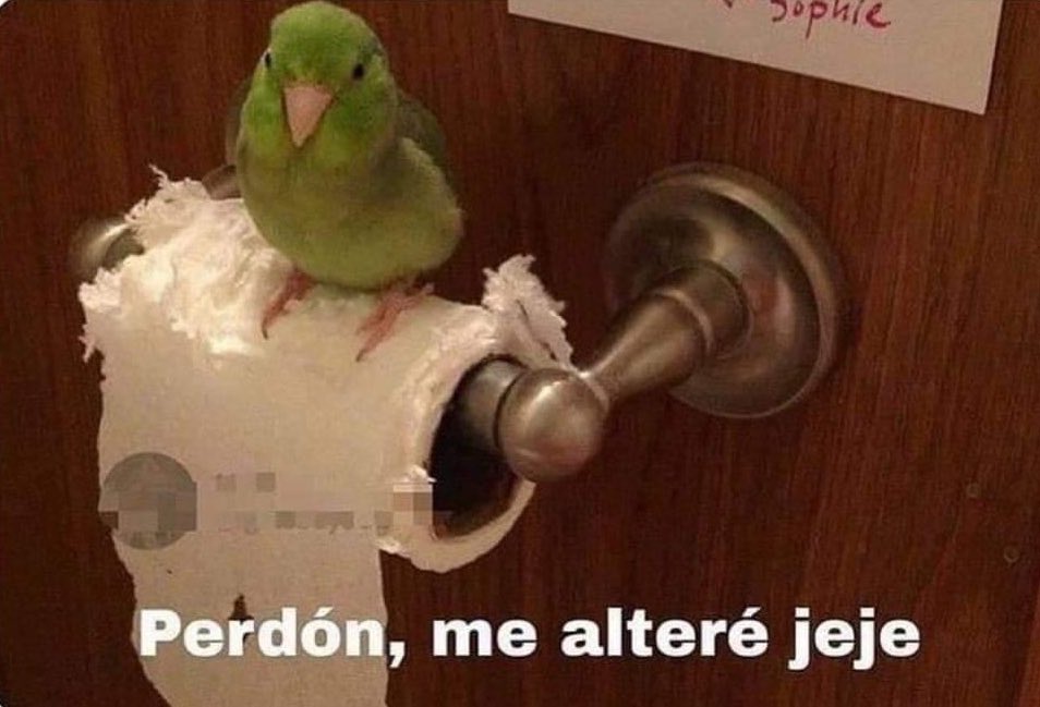 SoyDaniloDiaz's tweet photo. Yo después de que se me pasó el enojo: https://t.co/DQTVSKS11p