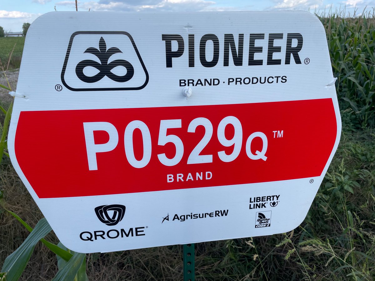 Looking forward to weighing <a href="/PioneerSeedsCA/">Pioneer Seeds Canada</a> P0529Q off this fall. Lots of starch to pack into that kernel in the next 2 weeks but the 14 day forecast of 230 GDUs looks promising to bring it to black layer. #22round #corn #OntAg