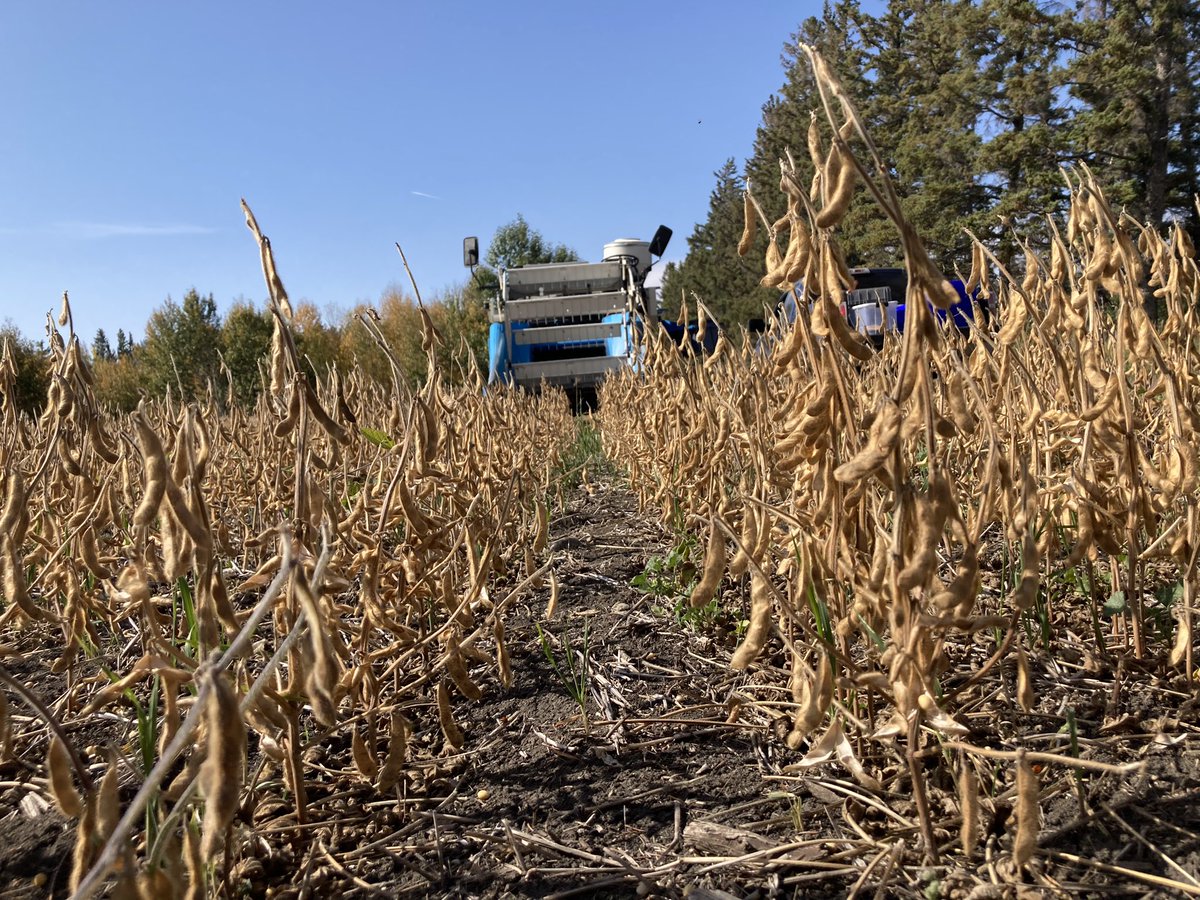 #biochar plots are done for another year. <a href="/raju_aafc/">raju_aafc</a> it was the perfect day to harvest some soybean plots.