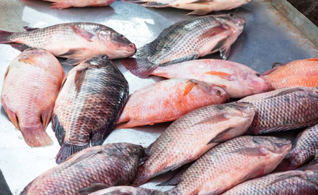 Redsyca's tweet photo. 7 razones por las que debe evitar comer tilapia. https://t.co/zKHxVKYUO8 https://t.co/woAWFTYHev