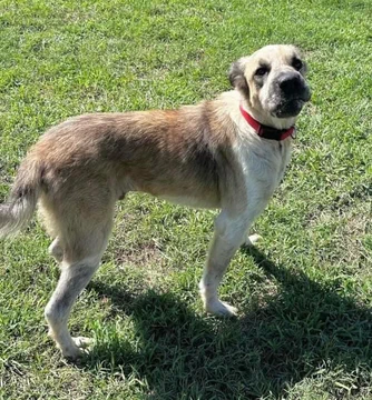 psychicwhisper3's tweet photo. Will Bear Survive Tomorrow At #CorpusChristiTX
Can He Sense He Is In Grave Danger I Hope Not
He Deserves More Than A♨️💉In His💔😭
Do We Expect Too Much To Want To 🛟 Him ?
This People Loving 5 Yr Old Due Tbk 9/21😢
At Noon. Help Him By A #RT #PLEDGE
INFO⬇️#SaveBEAR #A358925 https://t.co/0IEACn45vM