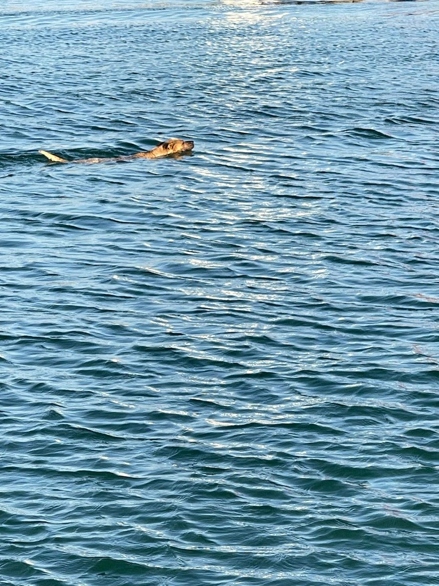 VeraaaYang's tweet image. You can never resist the joy that fishing brings you.

#Seafishing
#Hooks
#Fishinggear
#Fishfarming
#Seaside
#Speedboatfishing
#Fishingtournaments
#Fishing #survival #sport #fishing #outside #instagram #sunset #fitness #beautiful #wildlife
#travelphotography #climbing #lifestyle